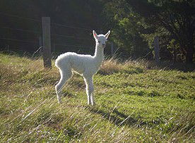  South Australia Travel