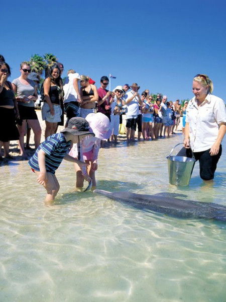 Monkey Mia Dolphin Resort - South Australia Travel 1
