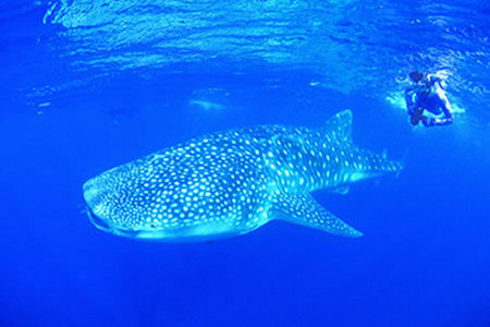 Ningaloo Reef Resort - South Australia Travel 1