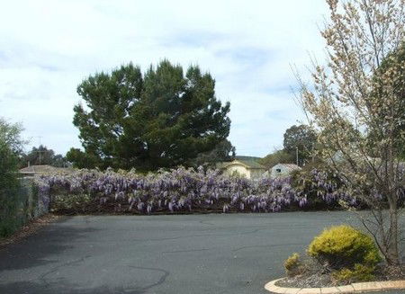 Lilac City Motor Inn & Streakhouse - South Australia Travel 1
