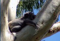 Dunbogan Caravan Park - South Australia Travel 2