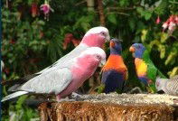 Dunbogan Caravan Park - South Australia Travel 4