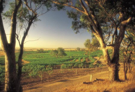 BIG 4 Barossa Tourist Park - South Australia Travel 5