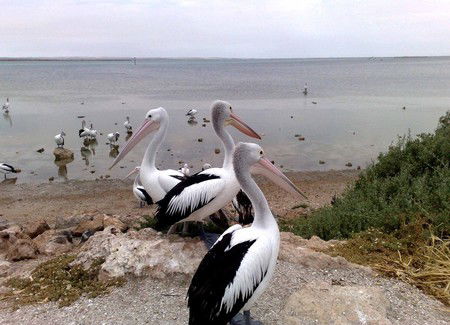 Venus Bay Caravan Park - South Australia Travel 1