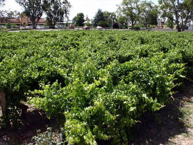 The Nuriootpa Vine Court Motel - South Australia Travel 2