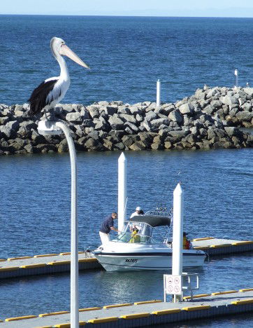 Edithburgh Caravan Park - South Australia Travel 6