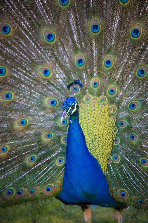 Willunga Peacock Farm Bed And Breakfast - South Australia Travel 0