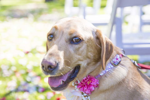 Willunga Peacock Farm Bed And Breakfast - South Australia Travel 4