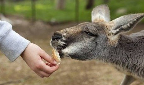 Watervale Retreat - South Australia Travel 5