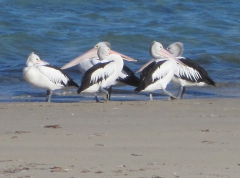 Wallaby Beach House - South Australia Travel 7