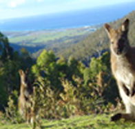 Rainbow Retreat Wilderness Eco Cabins - South Australia Travel