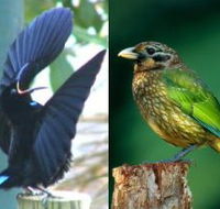 Chambers Wildlife Rainforest Lodges - South Australia Travel