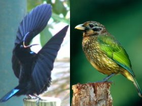 Chambers Wildlife Rainforest Lodges - South Australia Travel 0