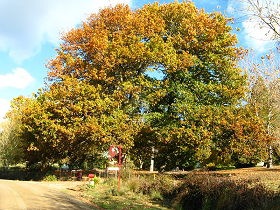 Red Rooster Host Farm - South Australia Travel 0