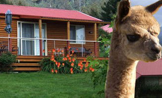 Maydena Country Cabins Accommodation & Alpaca Stud - South Australia Travel 1