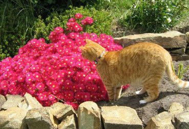 Huon Valley Bed And Breakfast - South Australia Travel 1