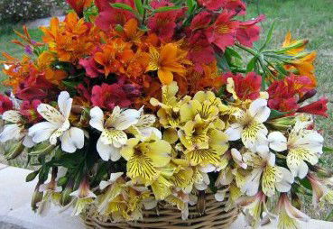 Huon Valley Bed And Breakfast - South Australia Travel 3