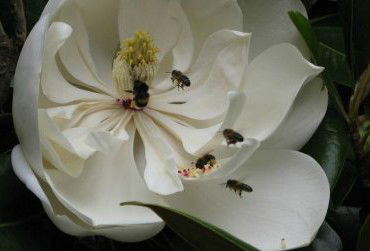 Huon Valley Bed And Breakfast - South Australia Travel 5