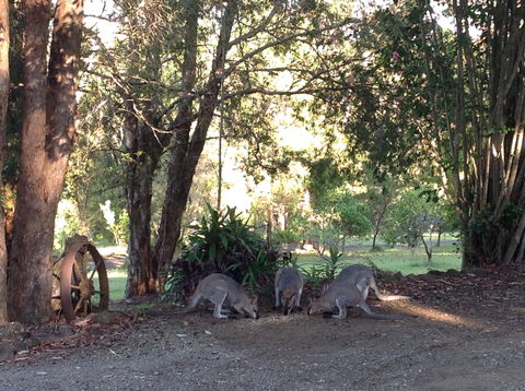 Maleny Country Cottages - South Australia Travel 5
