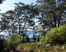 Booderee National Park: Bristol Point Camping Area - South Australia Travel 1