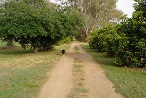 Murray Bank Holiday Units And Yabby Farm - South Australia Travel 5