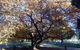 Hillview Oak Bed And Breakfast - thumb 0