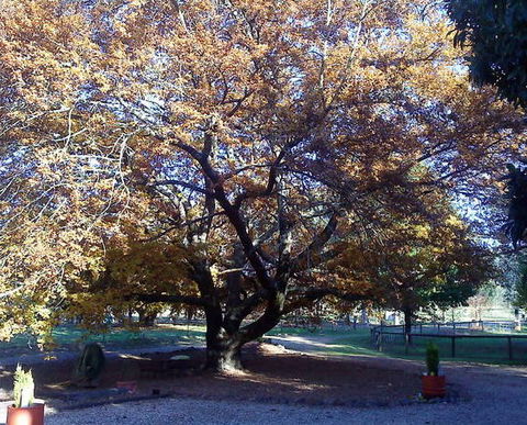 Hillview Oak Bed And Breakfast - South Australia Travel 0