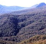 Callicoma Hill Eco-Cabins - South Australia Travel