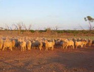 Epsilon Station - South Australia Travel 1