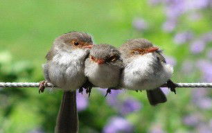 Eagles Rest Retreat - South Australia Travel 3