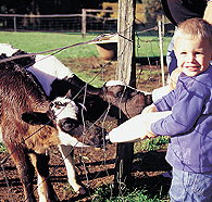 Pemberton Farm Chalets - South Australia Travel