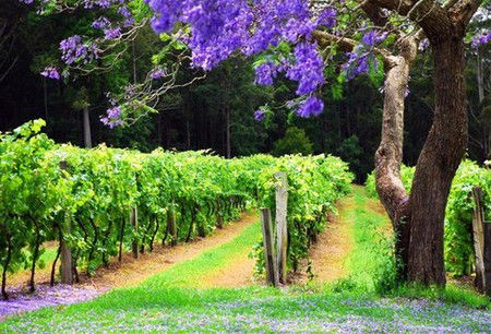 Bago Vineyards - South Australia Travel 0