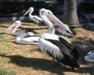 Laurieton NSW South Australia Travel