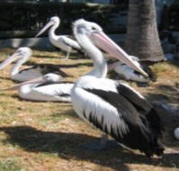 Christmas Cove Caravan Park - South Australia Travel
