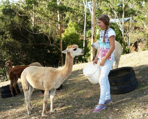 Wattle Gully Retreat - South Australia Travel 5