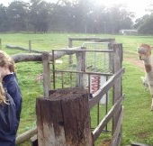 Boronia Farm Farmstay - South Australia Travel