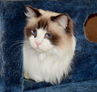 Crufts K9 Lodge amp Cat Hotel - South Australia Travel