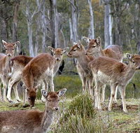 Lake Leake Chalet - South Australia Travel