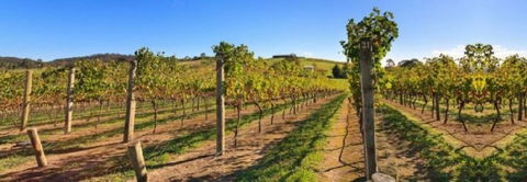 DeVine Escape - South Australia Travel 0