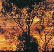 Tilmouth Well - South Australia Travel