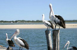 Tuncurry Sunset Motel - South Australia Travel 3