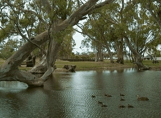 Bordertown Abode Parkland Motel - South Australia Travel 2
