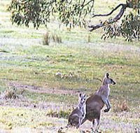 Kangaroo Ridge Retreat - South Australia Travel
