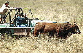 Bullo River Station - South Australia Travel 0