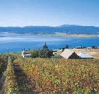 Marions Vineyard  - South Australia Travel