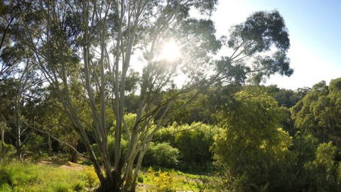 Springs Creek - South Australia Travel 4