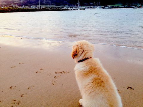 Saltwater Haven - Apollo Bay - South Australia Travel 5