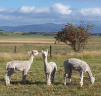 Promhills Cabins - South Australia Travel