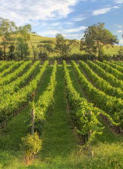 Balgownie Estate Vineyard & Spa - South Australia Travel 4