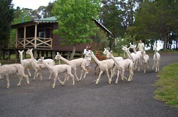 Madison's Mountain Retreat - South Australia Travel 6
